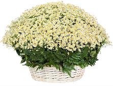 Цветочная композиция из Ромашки в корзине #REPLACE_PRED# Юдино Республика Татарстан